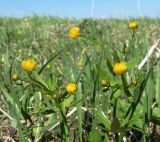 Ranunculus cassubicus