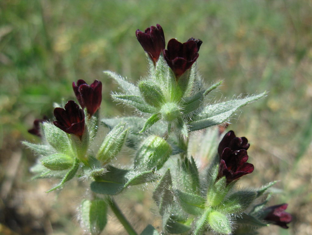 Image of Nonea rossica specimen.