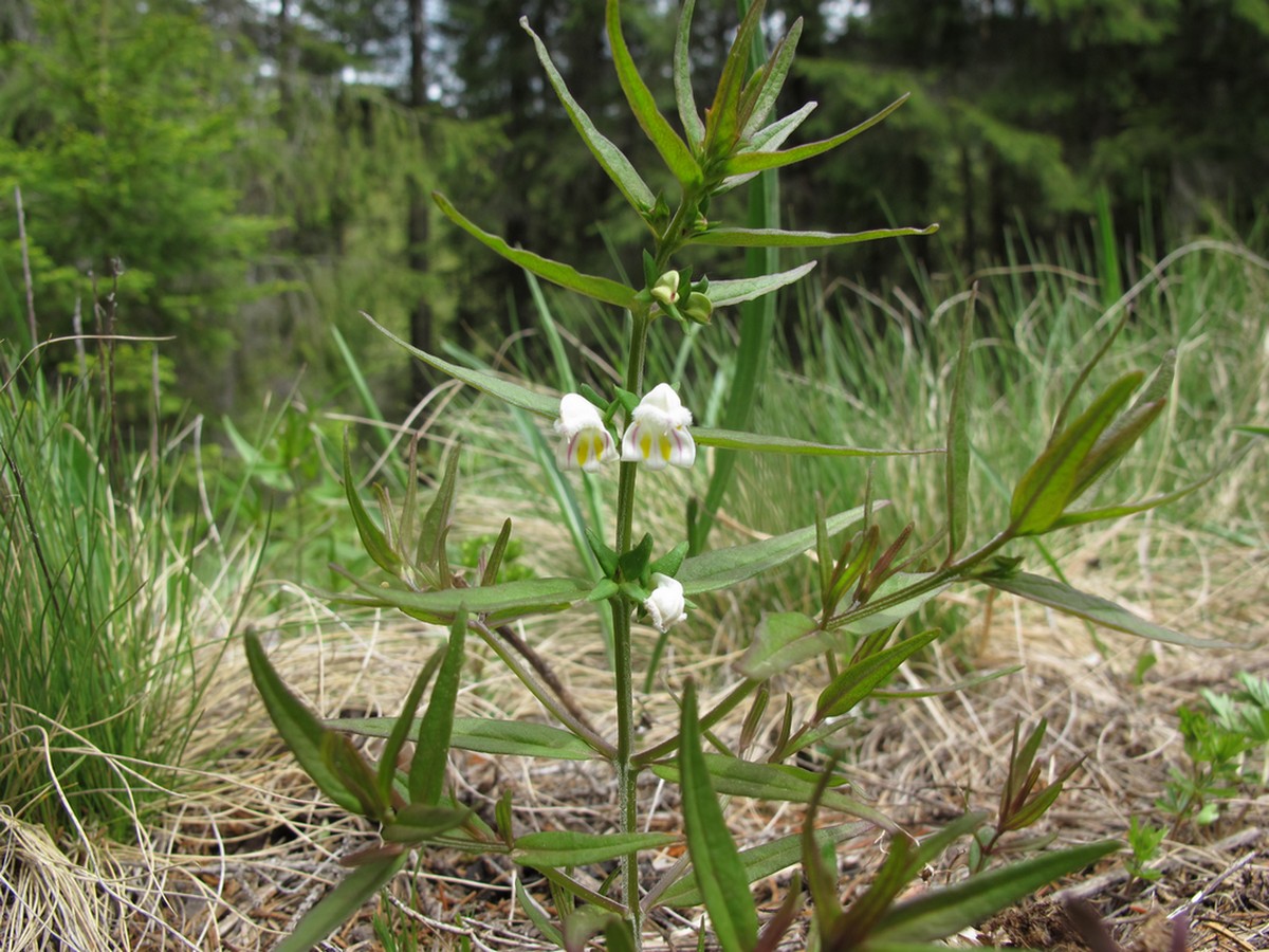 Image of Melampyrum saxosum specimen.