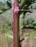 Senecio borysthenicus