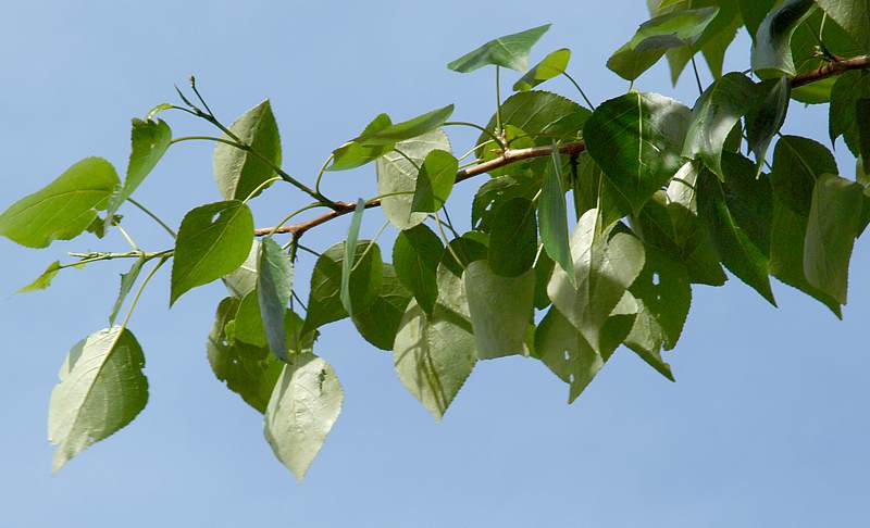 Изображение особи Populus &times; sibirica.