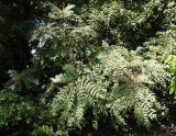 Mahonia bealei