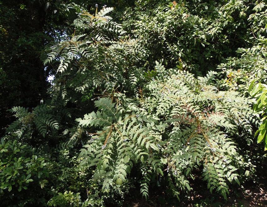 Image of Mahonia bealei specimen.