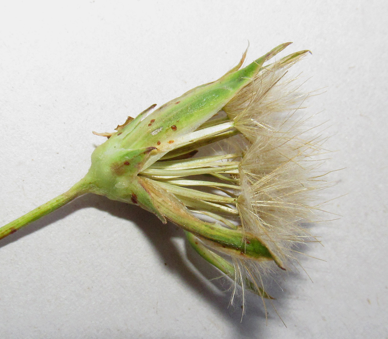 Image of Scorzonera stricta specimen.