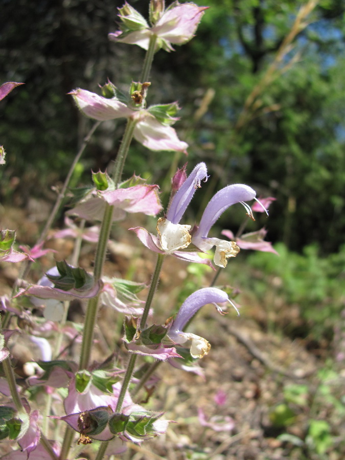 Изображение особи Salvia sclarea.