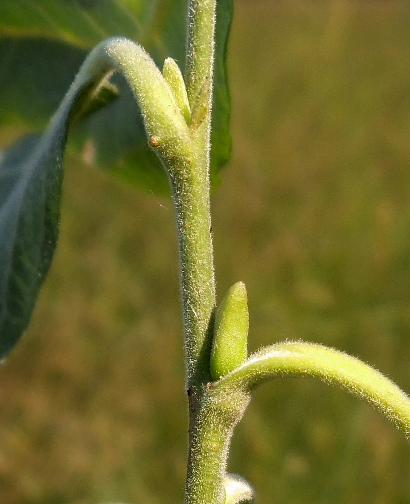 Image of Salix caprea specimen.