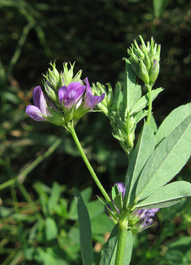 Изображение особи Medicago sativa.