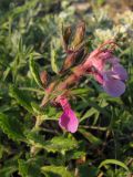 Teucrium nuchense