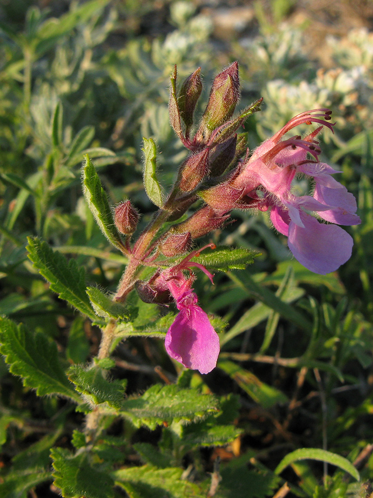 Image of Teucrium nuchense specimen.