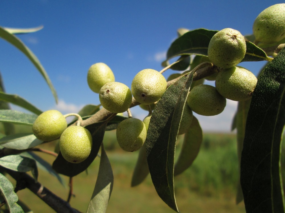 Image of Elaeagnus angustifolia specimen.
