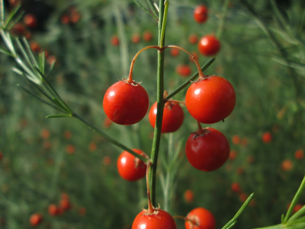 Image of Asparagus officinalis specimen.