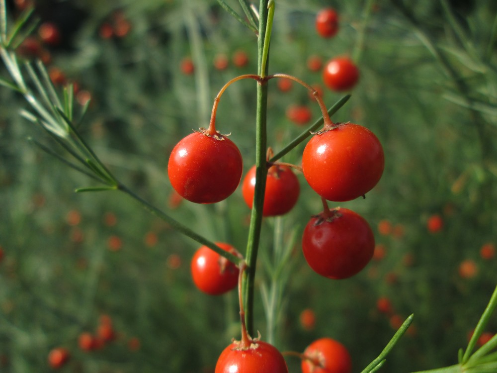 Изображение особи Asparagus officinalis.