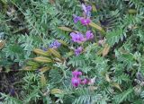 Oxytropis revoluta