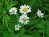 Achillea ptarmica subspecies macrocephala. Верхушка цветущего растения. Камчатский край, Елизовский р-н, окр. г. Петропавловск-Камчатский, около болота. 29.07.2013.