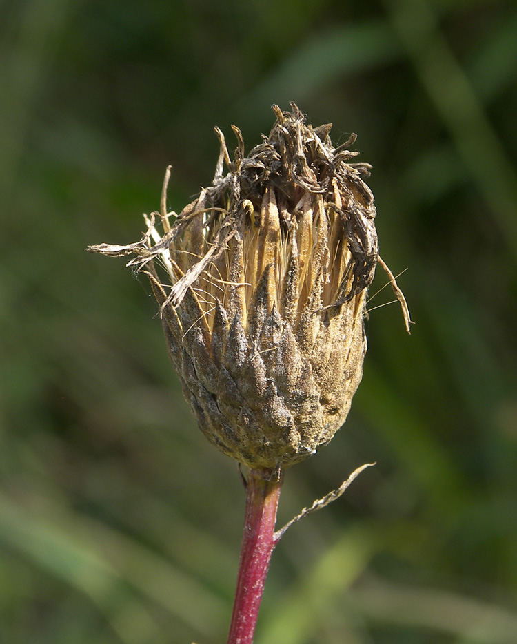 Image of Serratula coronata specimen.