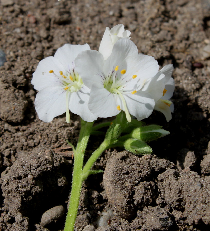 Изображение особи Polemonium caeruleum.