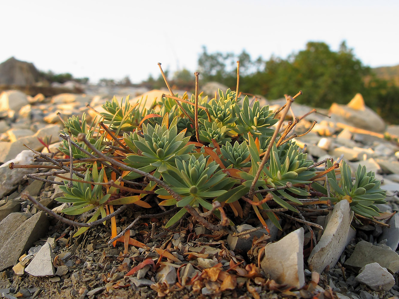 Изображение особи Euphorbia petrophila.