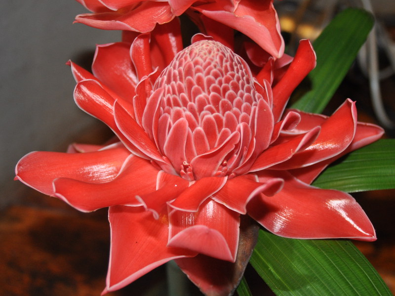 Image of Etlingera elatior specimen.