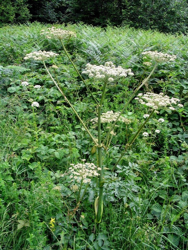 Image of Angelica sylvestris specimen.