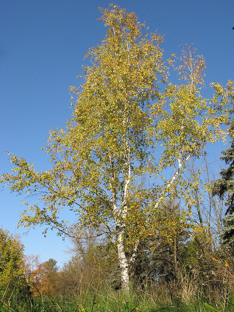 Image of Betula pendula specimen.