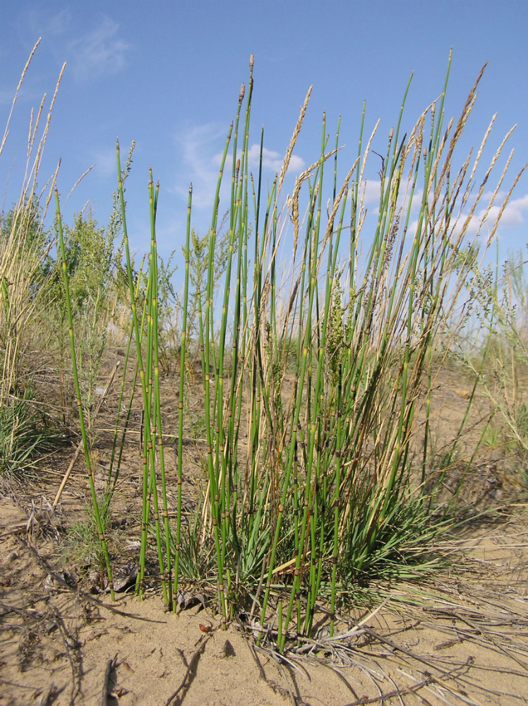 Изображение особи Equisetum &times; moorei.