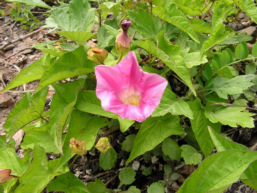 Image of Calystegia inflata specimen.