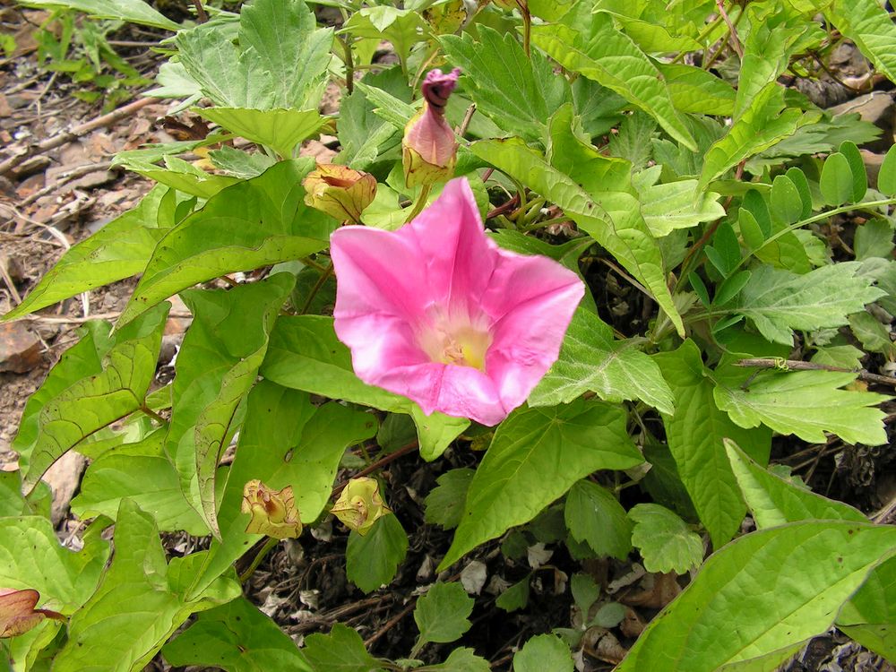 Изображение особи Calystegia inflata.