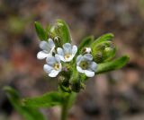 Lappula squarrosa