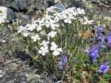 Lychnis samojedorum