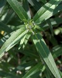 Salvia leucantha