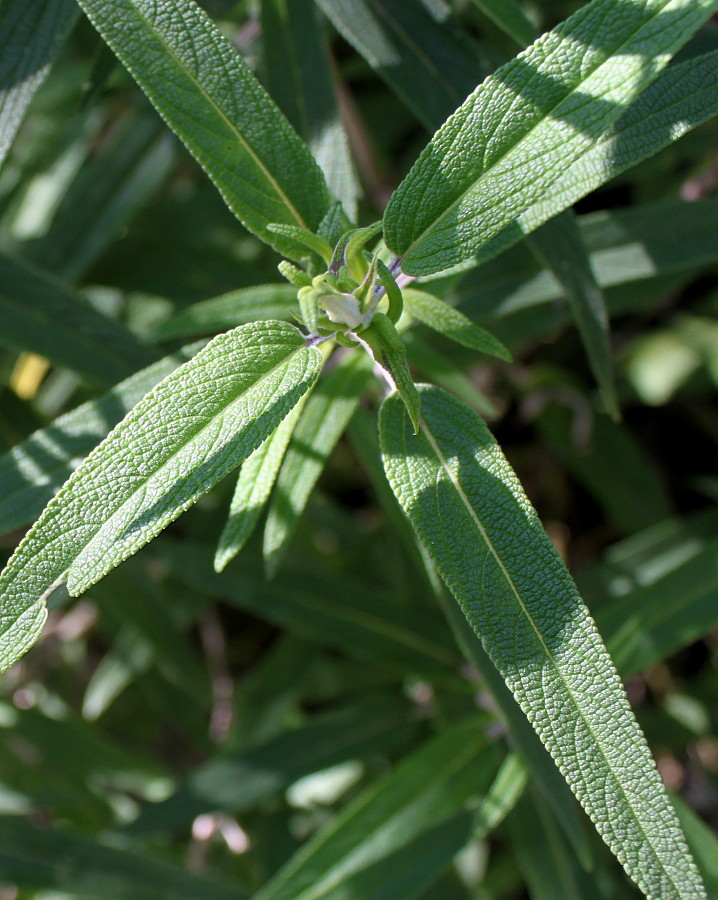 Image of Salvia leucantha specimen.