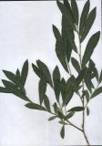 Image of taxon representative. Author is Денис Мельников