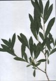 Salix vinogradovii