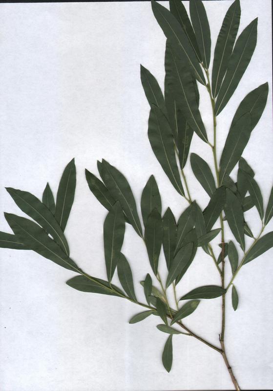 Image of Salix vinogradovii specimen.