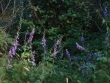 Campanula rapunculoides