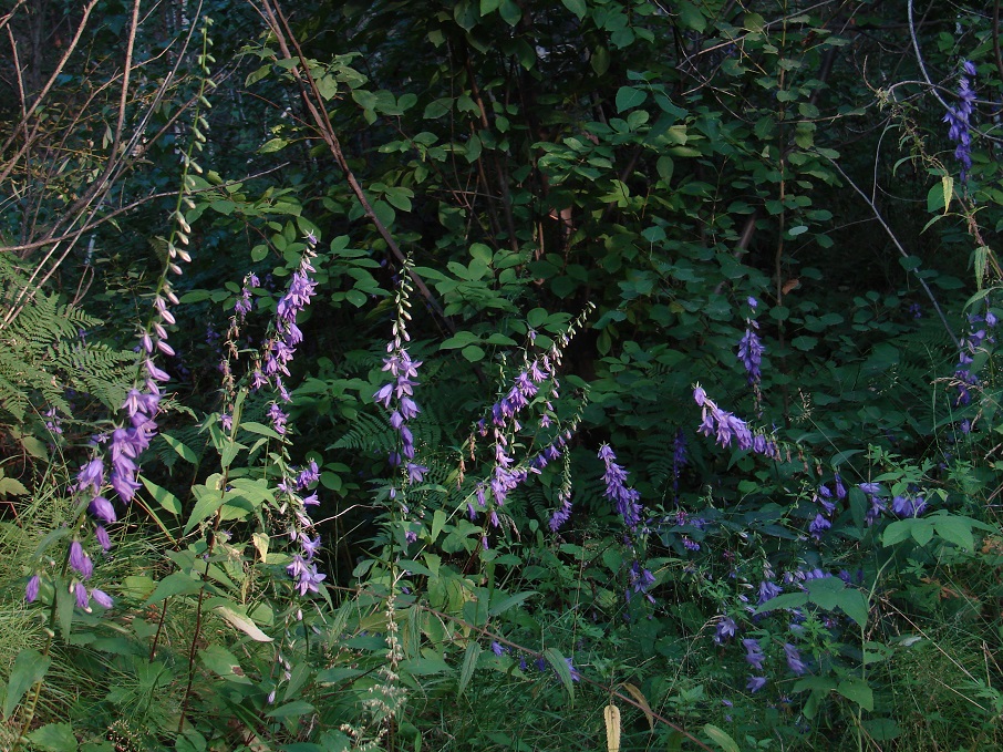 Изображение особи Campanula rapunculoides.