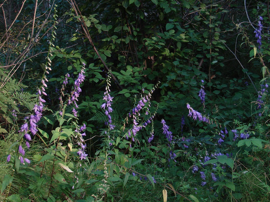 Image of Campanula rapunculoides specimen.