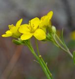 Diplotaxis tenuifolia