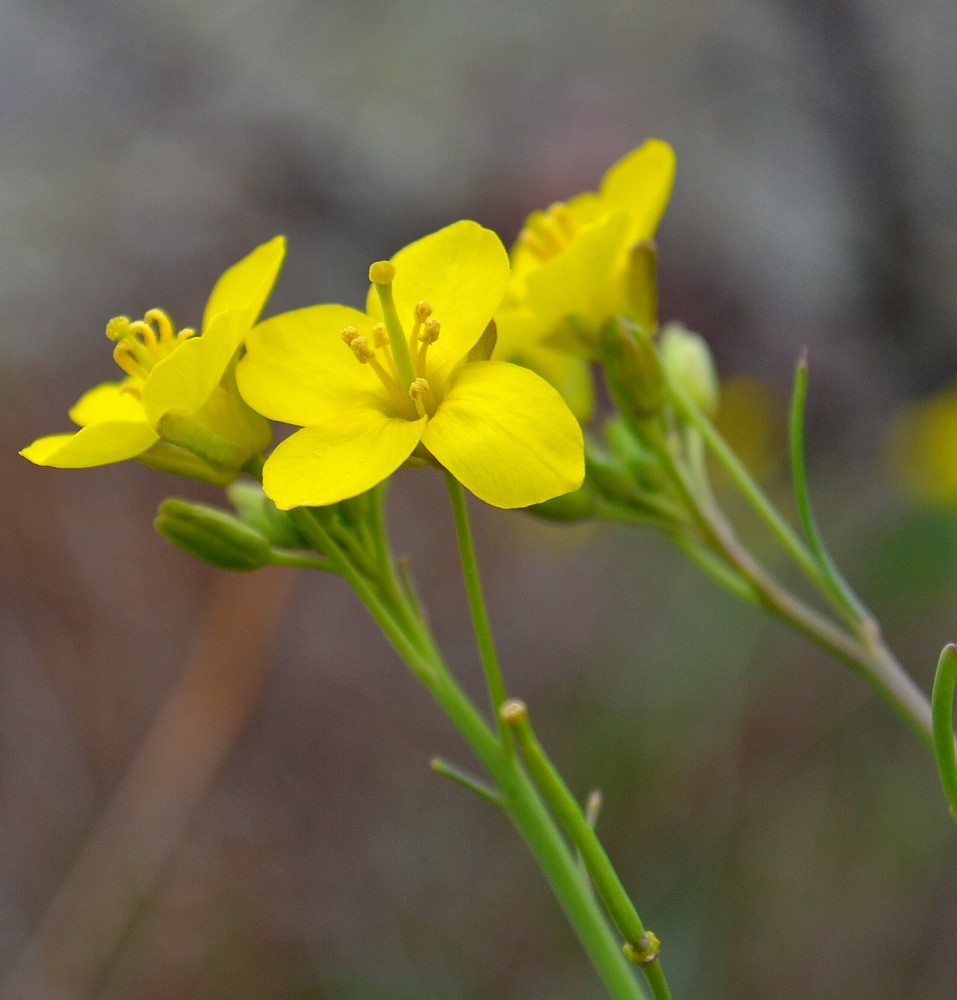 Изображение особи Diplotaxis tenuifolia.