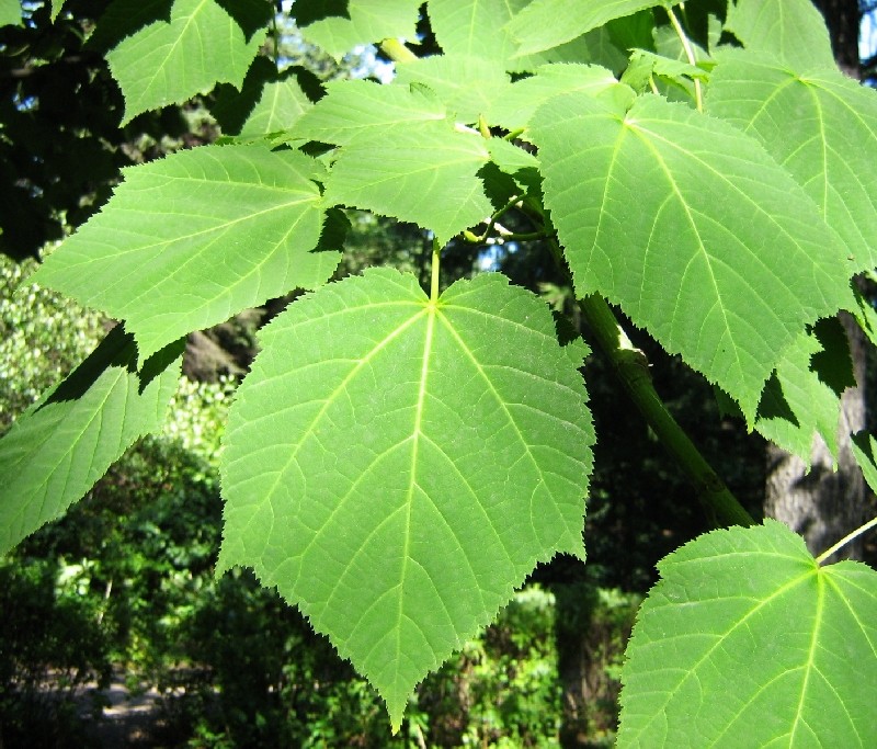 Image of Acer tegmentosum specimen.