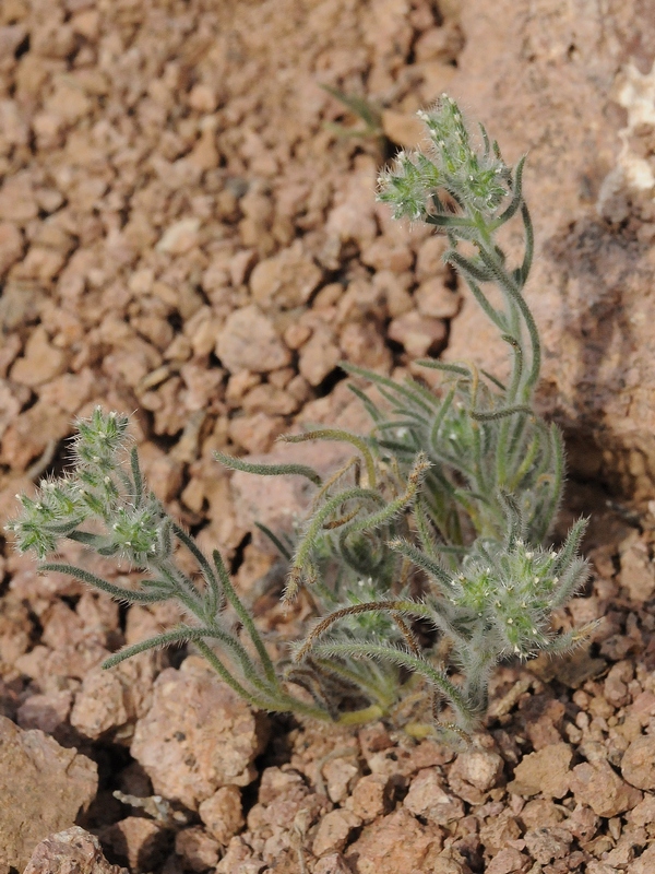 Image of Cryptantha angustifolia specimen.
