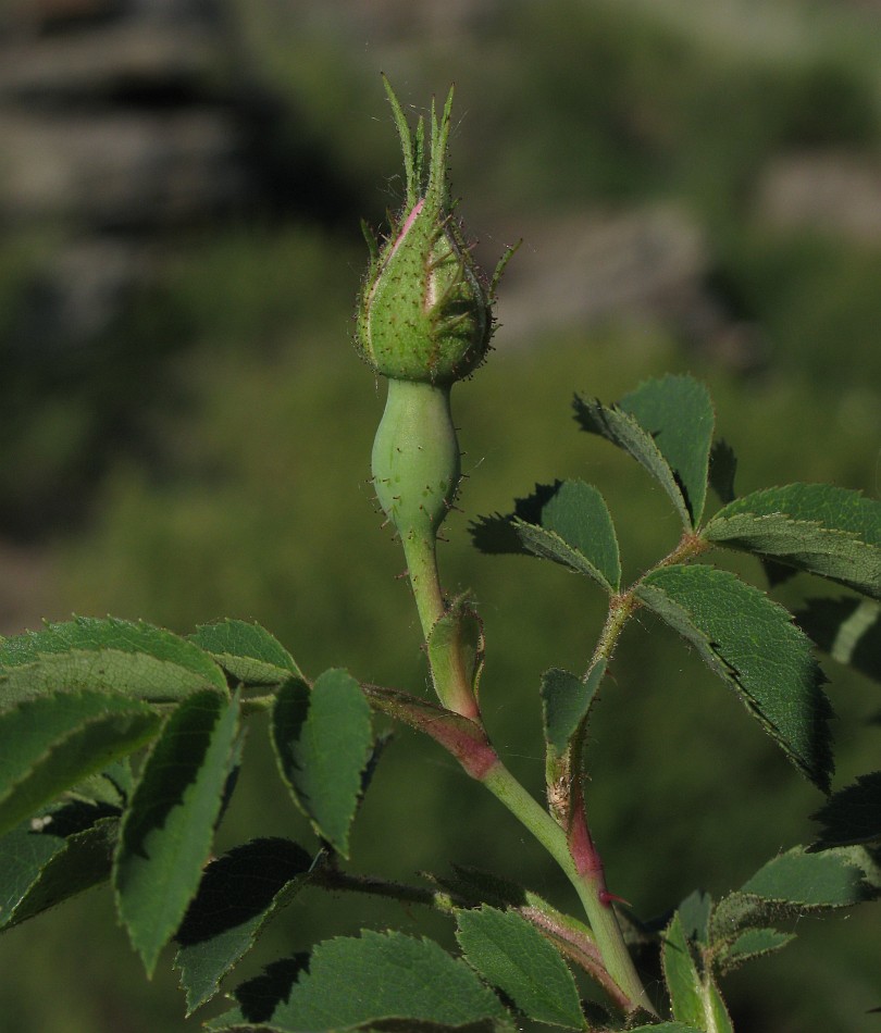 Image of genus Rosa specimen.