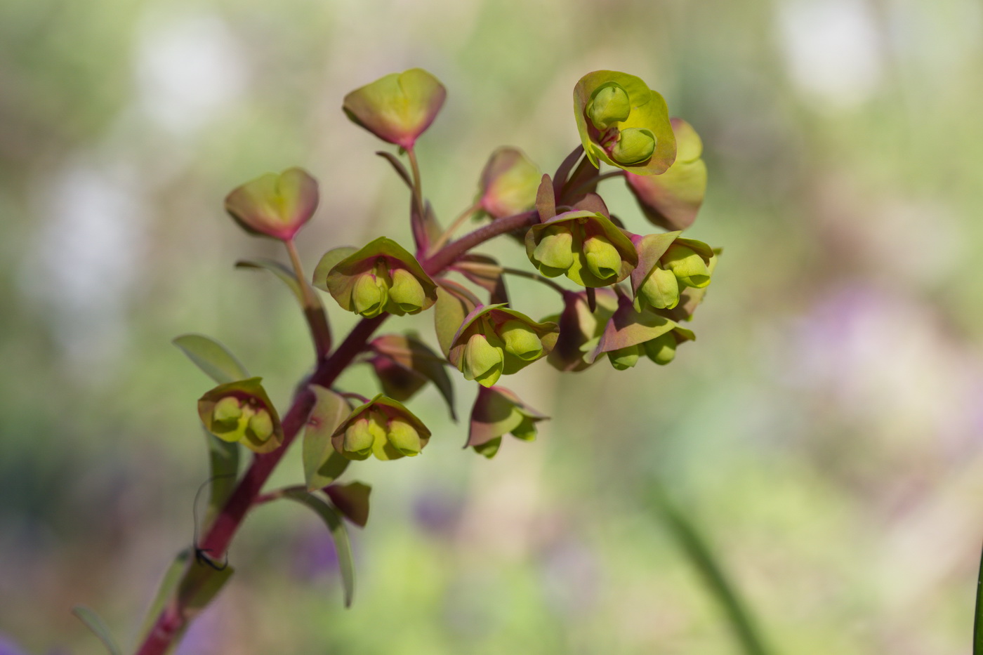 Image of Euphorbia amygdaloides specimen.