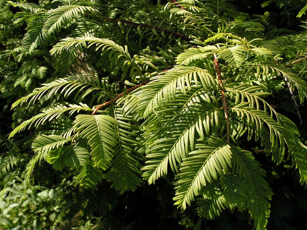 Изображение особи Metasequoia glyptostroboides.