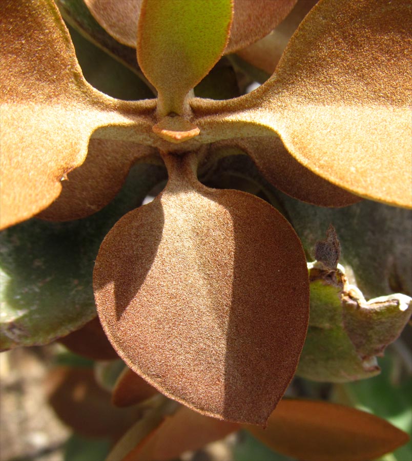 Изображение особи Kalanchoe orgyalis.