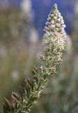 Reseda alba