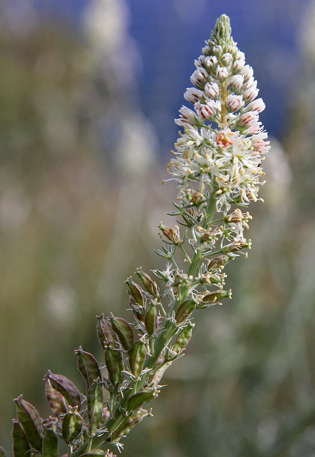 Изображение особи Reseda alba.