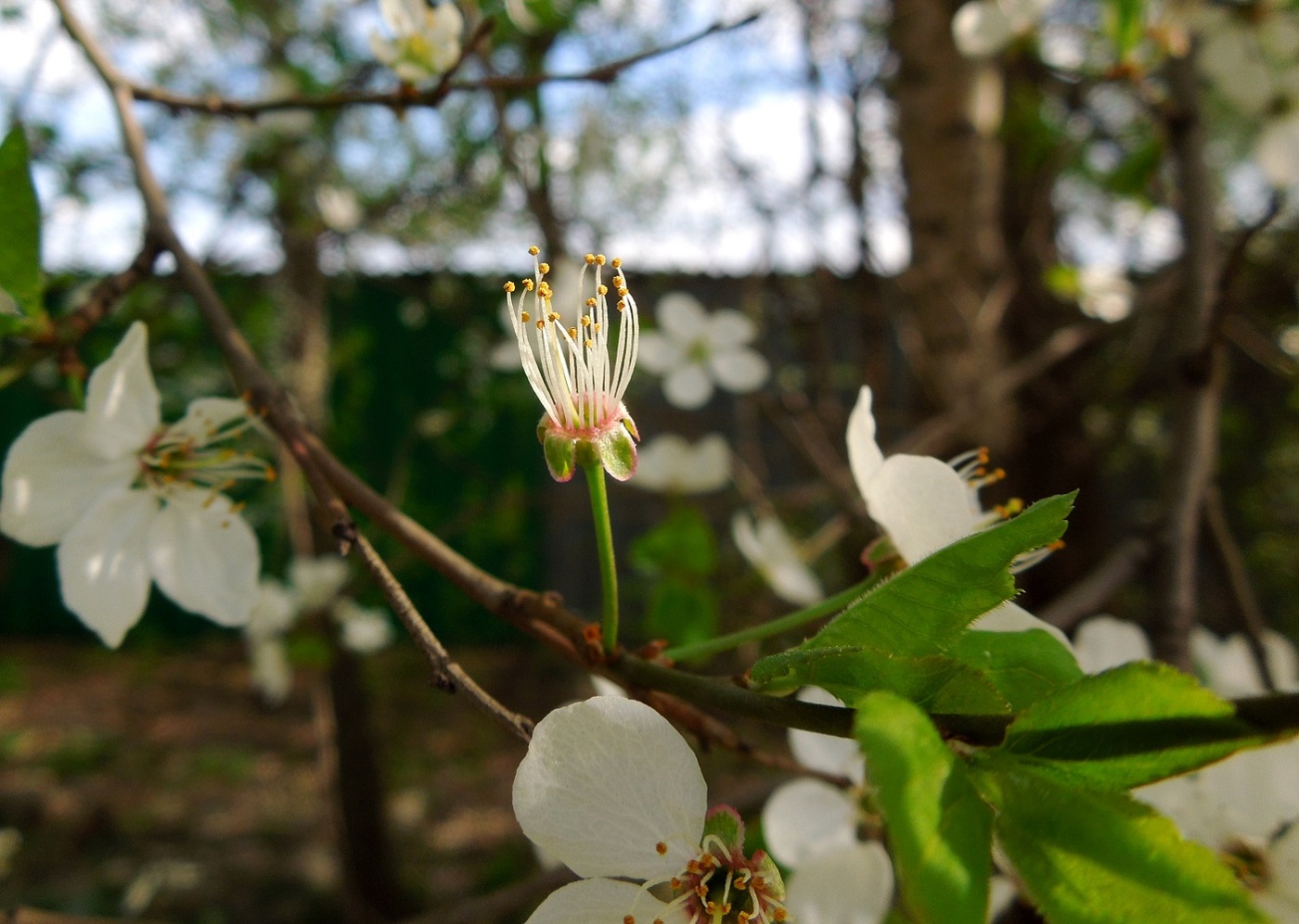 Изображение особи Prunus cerasifera.