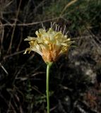 Cephalaria coriacea