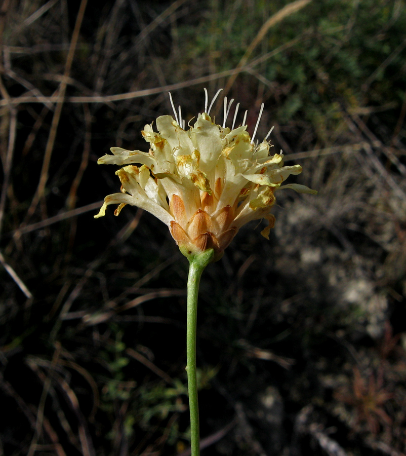 Изображение особи Cephalaria coriacea.